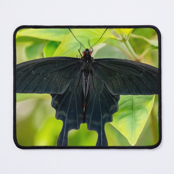 Item preview, Black Butterfly designed and sold by iCimages.net.