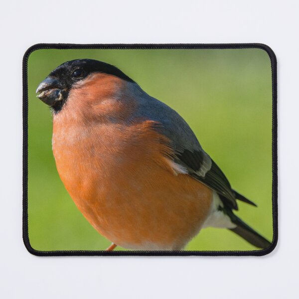 Item preview, Bullfinch designed and sold by iCimages.net.