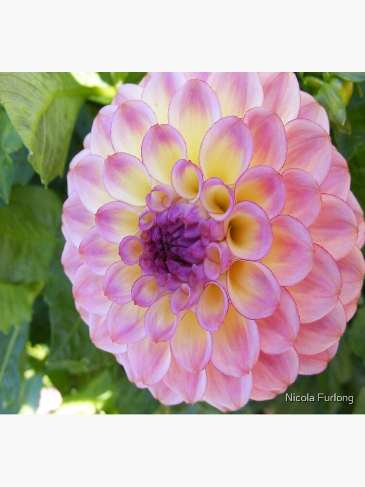 PURPLE DAHLIA FLOWER PETALS by nicolafurlong