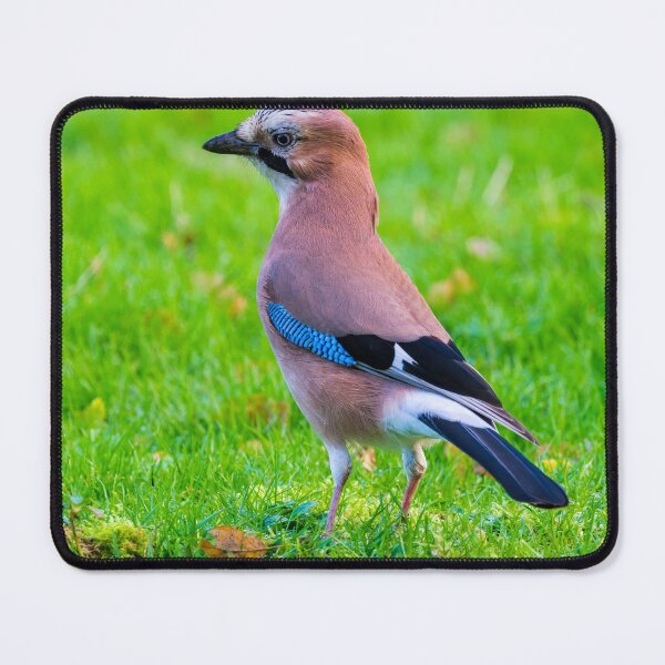 Item preview, Jay Bird designed and sold by iCimages.net.