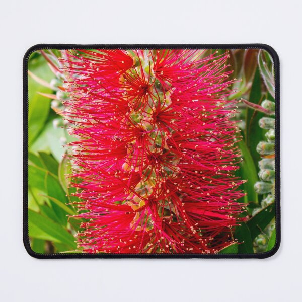 Item preview, Bottle brush plant designed and sold by iCimages.net.