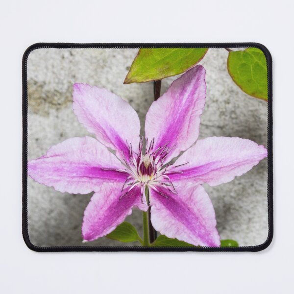 Item preview, Climbing Clematis designed and sold by iCimages.net.