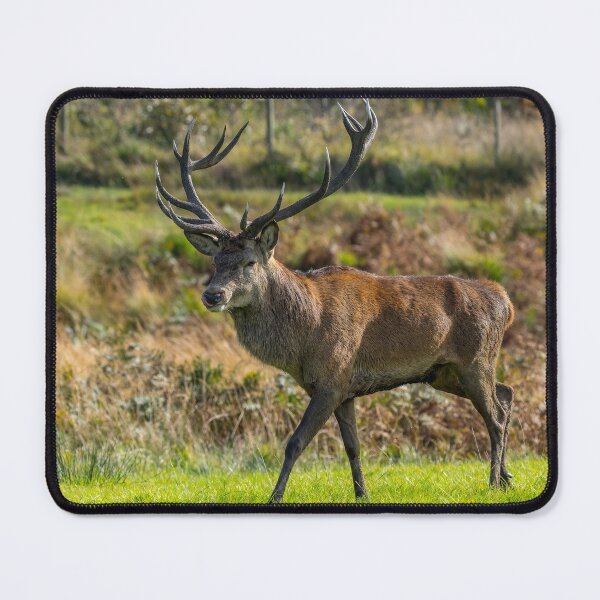 Item preview, Stag designed and sold by iCimages.net.