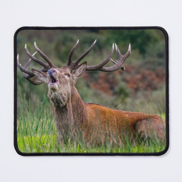 Item preview, Bellowing Stag designed and sold by iCimages.net.
