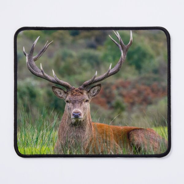 Item preview, Magnificent Stag designed and sold by iCimages.net.