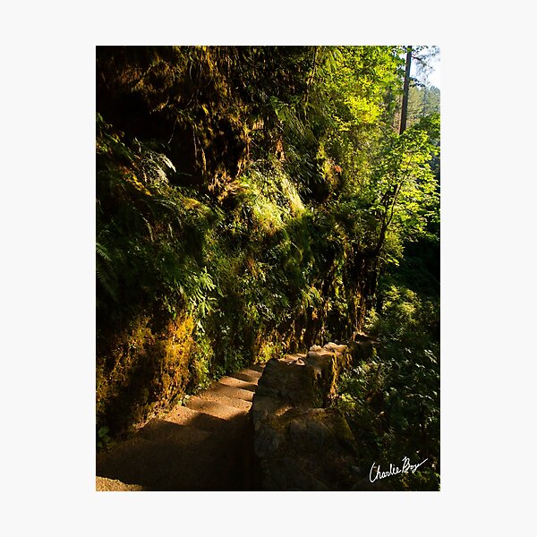 Down the path and around the bend Photographic Print