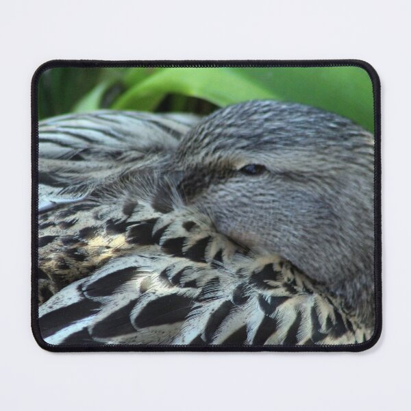 Item preview, Sleepy mallard duck close-up 2 designed and sold by Anna Lemos.