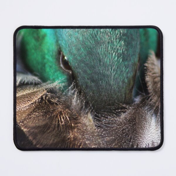 Item preview, Sleepy mallard duck close-up 1 designed and sold by Anna Lemos.