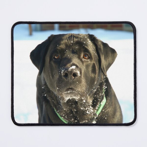 Item preview, The English Labrador designed and sold by rmcbuckeye.