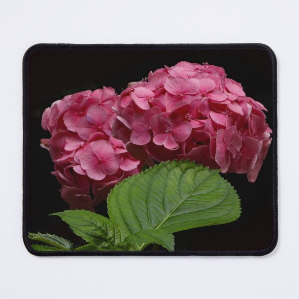 Item preview, A Wonderful Pink Hydrangea designed and sold by Karen Thomson.