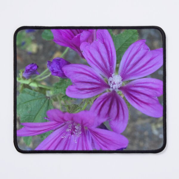 Item preview, Dwarf mallow (Malva pusilla) designed and sold by eden1472.