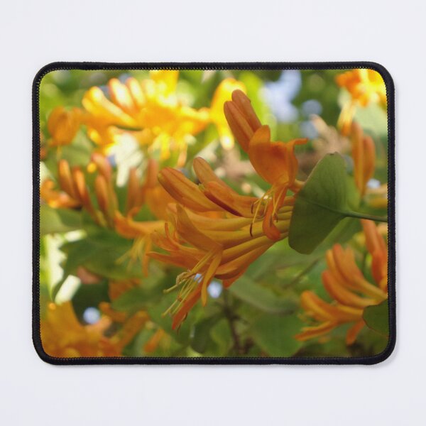 Item preview, mass of honeysuckle in spring designed and sold by 6059.