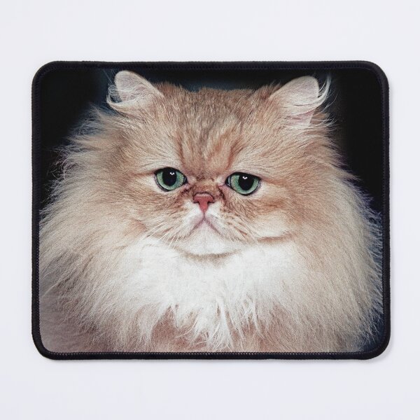 Item preview, r2744/ 5 " avec le Studio Portable Okaio et 3 (bal) flahs Okaio - Les Chats du temps de l'Argentique - Cats from the time of the film " (h) Olavia-Olao Okaio Créations designed and sold by o.okaïo.
