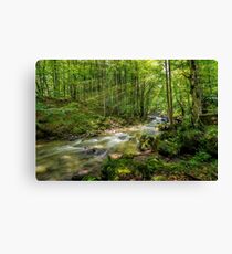 Mountain stream in green forest Canvas Print