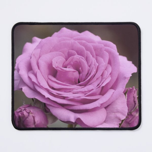 Item preview, Light Lilac Pink Rose #1 #floral #art designed and sold by Anita's & Bella's Art.