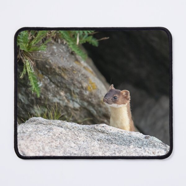 Item preview, Long-tailed Weasel designed and sold by Greg Birkett.