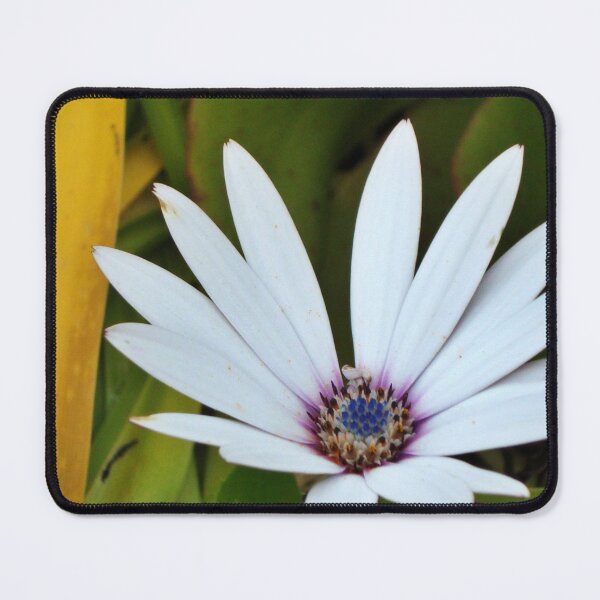 Item preview, White Blue-Eyed Daisy, Tresco Abbey Gardens designed and sold by niki2028.