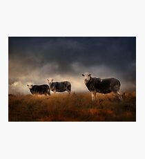 Herdwick treo Photographic Print