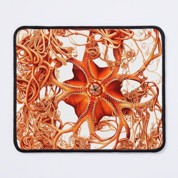 Item preview, RED BASKET STAR Gorgonocephalus Arcticus Seastar designed and sold by BulganLumini.