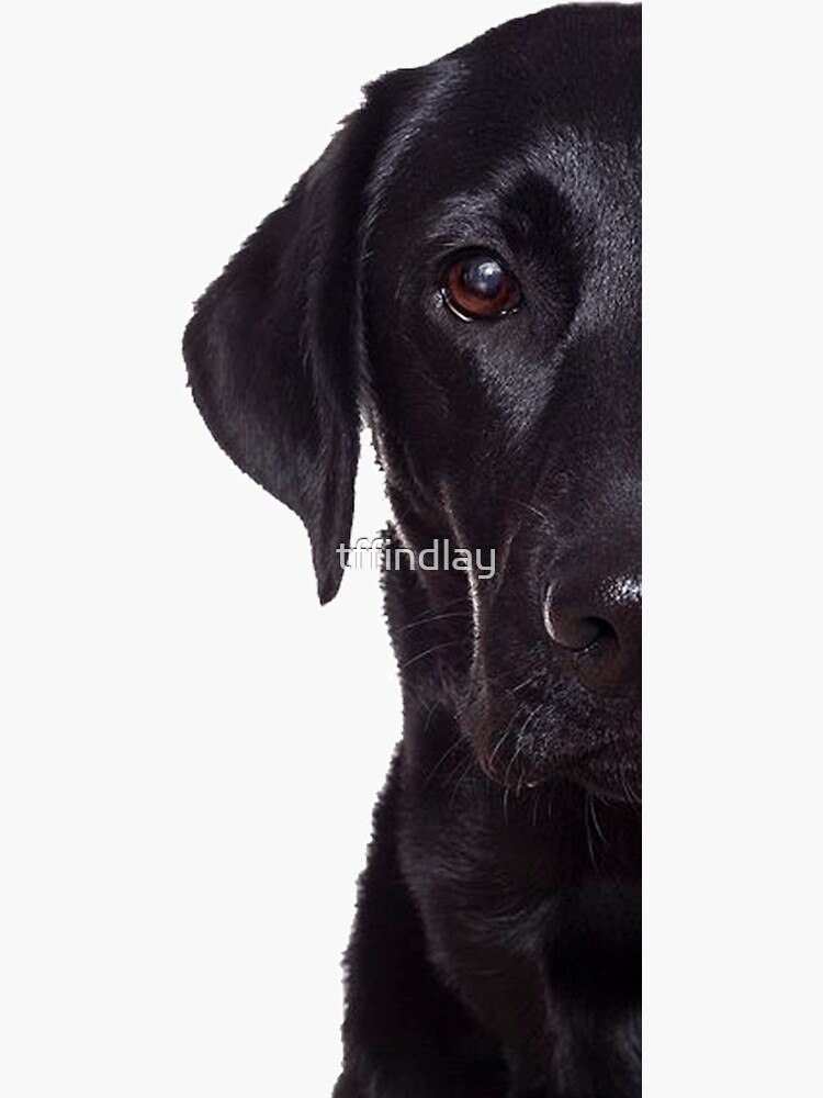 Thumbnail 3 of 3, Sticker, Black Lab designed and sold by tffindlay.