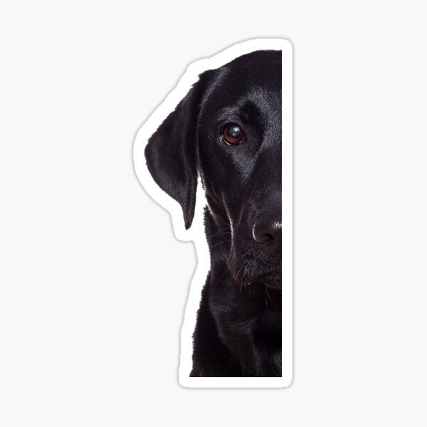 Black Lab Sticker