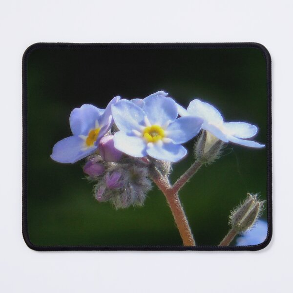 Item preview, forget me not in bloom designed and sold by 6059.