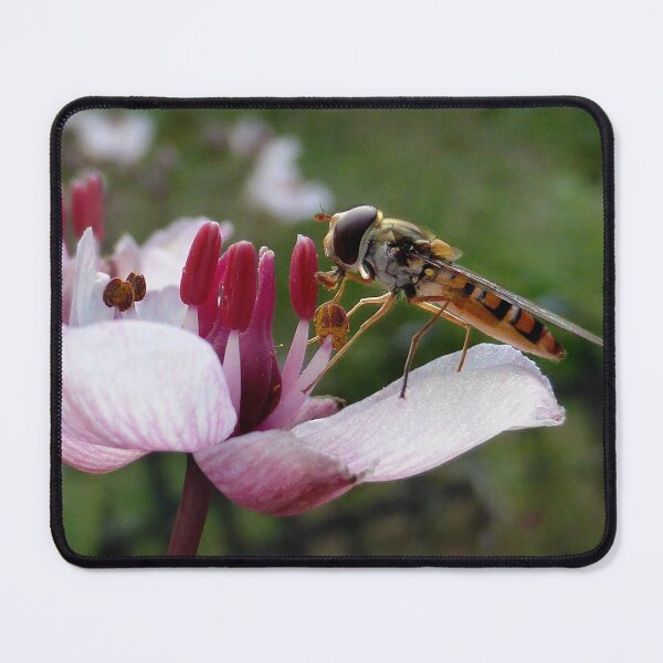 Item preview, insect feeding  designed and sold by 6059.