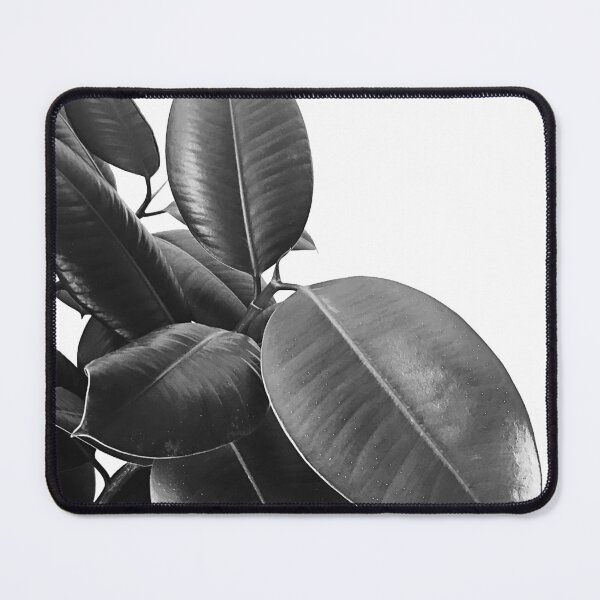 Item preview, Ficus Elastica #21 #BlackAndWhite #foliage #decor #art designed and sold by Anita's & Bella's Art.