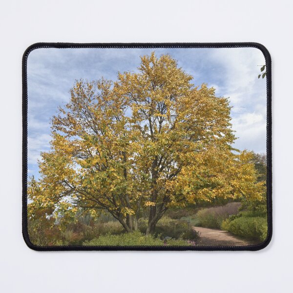 Item preview, Katsura Tree in Autumn designed and sold by Kathleen Brant.