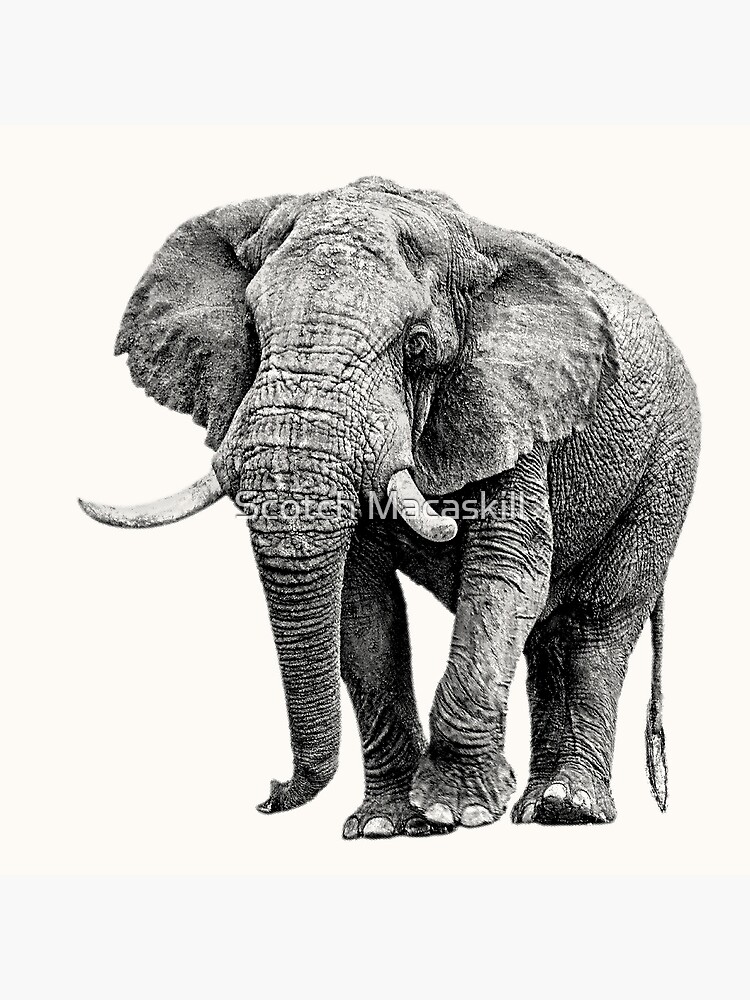 African Elephant Art Print 23 x 15 BW48