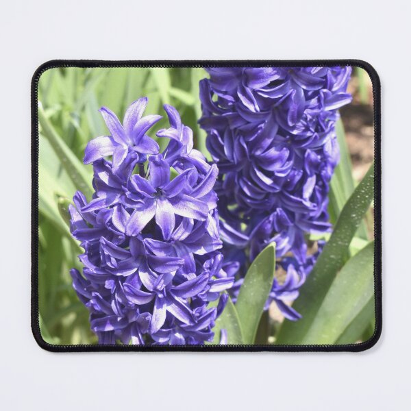 Item preview, Purple Hyacinth designed and sold by Kathleen Brant.