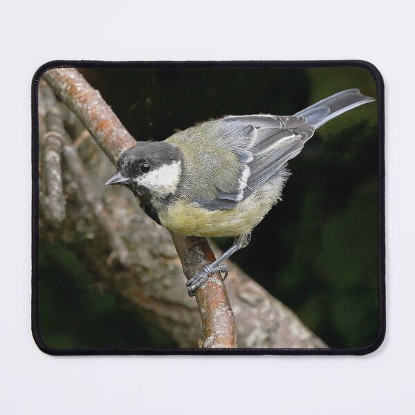 Item preview, r1448/ New Finition 2021 Mésange Charbonniére Birds b 6 (c)(t) by Olao-Olavia / Okaio Créations  designed and sold by o.okaïo.