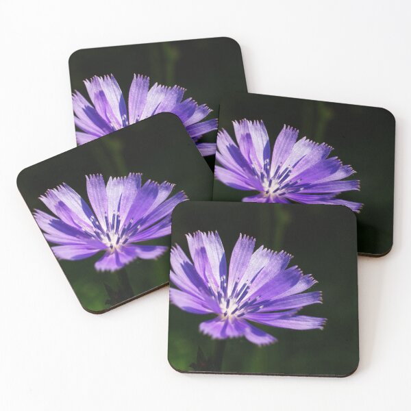 Aperçu de l'œuvre Chicorée violette créée et vendue par MKP Productions.