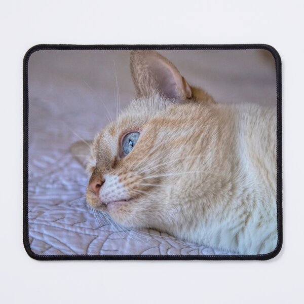 Item preview, Bored Flame Point Siamese Cat designed and sold by Elisabeth Lucas.