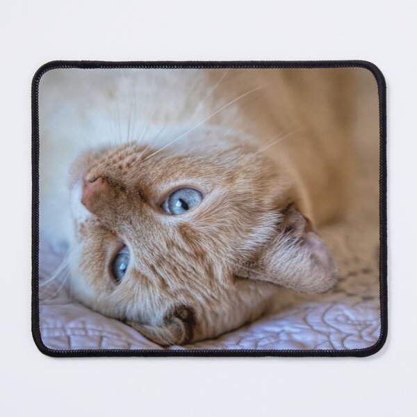 Item preview, Cherished Siamese Cat designed and sold by Elisabeth Lucas.