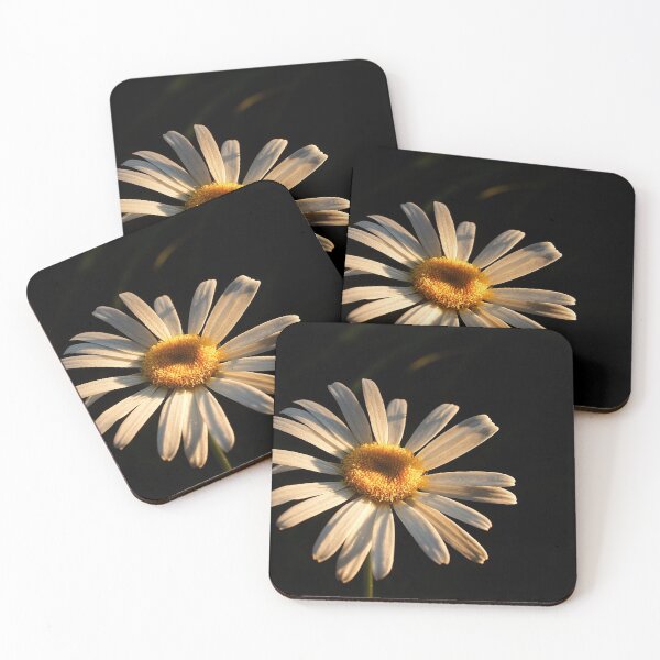Item preview, Daisy in the morning sun’s rays designed and sold by MKP Productions.