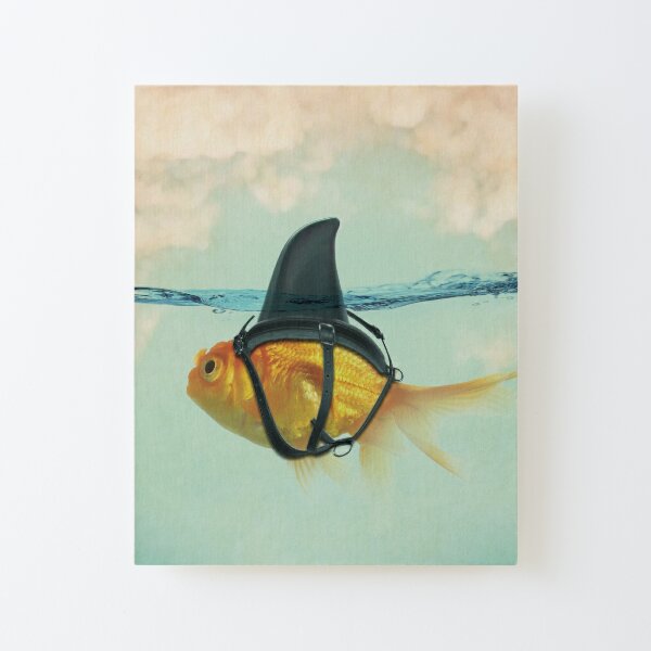 Brilliant Disguise, Goldfish with a Shark Fin Canvas Mounted Print