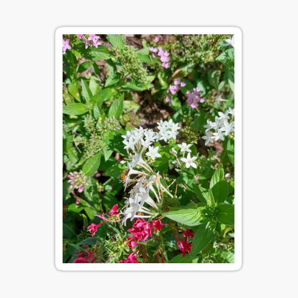 Butterfly Bush Plant Art  Glossy Sticker