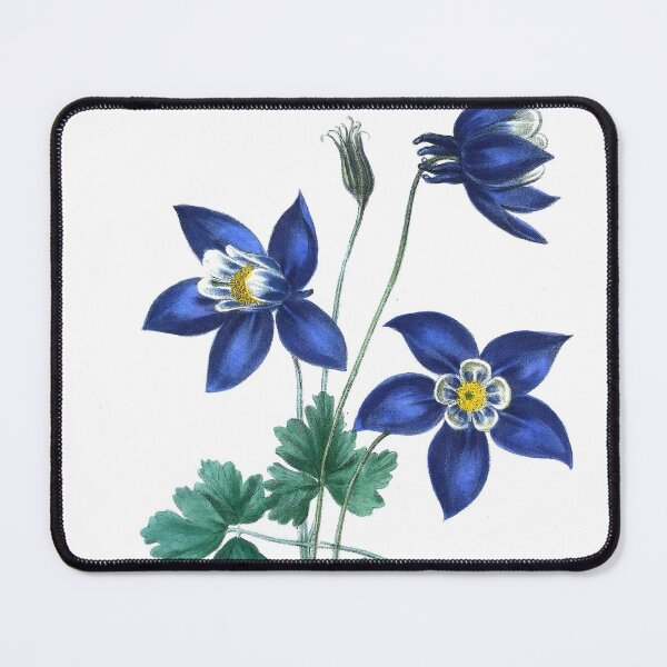 Item preview, Aquilegia glandulosa from The floral cabinet and magazine of exotic botany Volume 1 (1837) designed and sold by Douglas E. Welch Design and Photography.