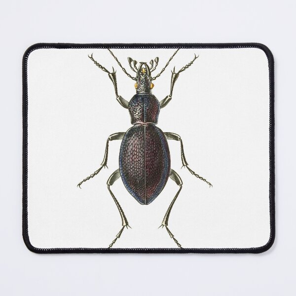 Item preview, Vintage Biological Print from Arcana entomologica; or illustrations of new, rare and interesting insects (1845) designed and sold by Douglas E. Welch Design and Photography.