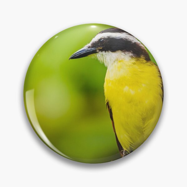 Item preview, Pitangus Sulphuratus designed and sold by Alfredo Juarez.