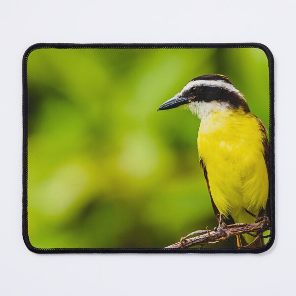 Pitangus Sulphuratus Mouse Pad