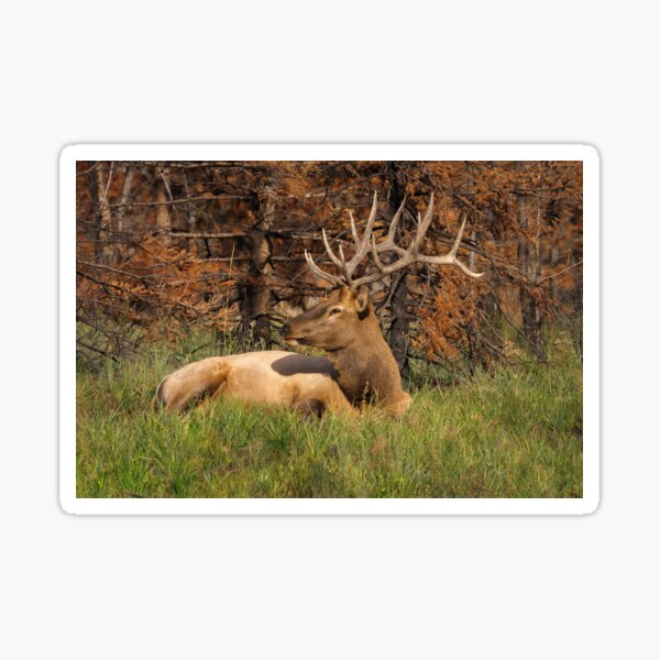 REGAL REST Sticker
