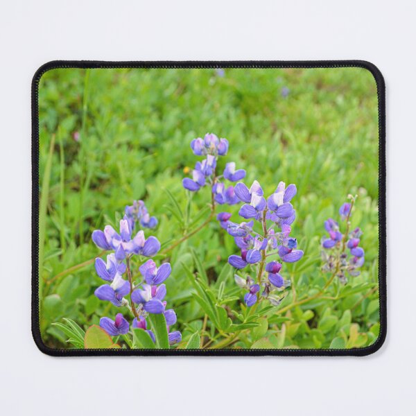 Item preview, Purple lupine wildflowers on a green backdrop designed and sold by birdsofthePNW.