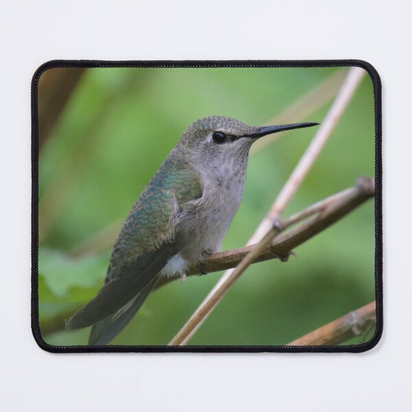 Item preview, Anna's Hummingbird nature shot designed and sold by birdsofthePNW.