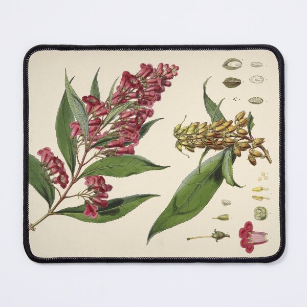 Item preview, Buddleja Colvilei by J. F. Cathcart and W. H. Fitch designed and sold by Amanda1775.