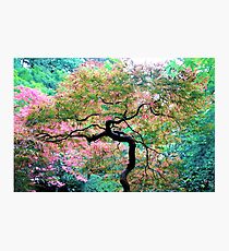 Japanese Maple Photographic Print