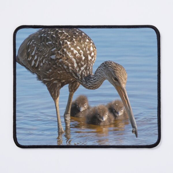 Item preview, Limpkin with its three cute chicks designed and sold by Zina Stromberg.