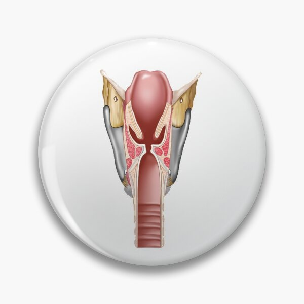 Item preview, Larynx back view cut designed and sold by BlueTreePublish.
