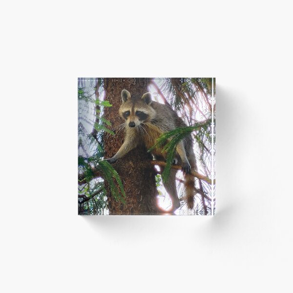 Item preview, Raccoon designed and sold by Fynns Photography.